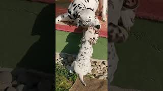 sooo cute 🥰 mommy & puppy ❤️ dalmatians Pjegava Sanjaska