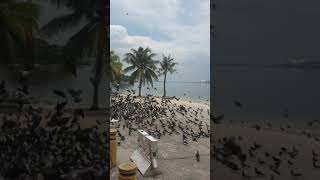 Waterfront Johar Baru Malaysia | Feeding pigeons at waterfront johar baru  Malaysia | #shorts