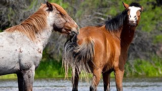 How To Provide Good Care of Horse Part 2  #secretanimals