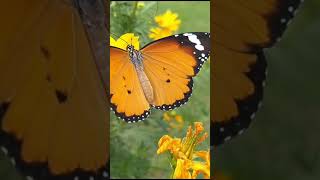 Morning Bliss from My Balcony: A Serene View of Daybreak| #shortvideo #peaceful #happiness #blessed