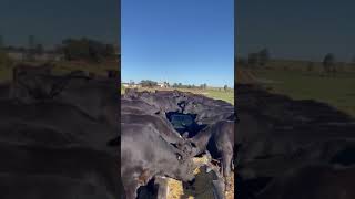 O Cocho plástico 310kg da Agriplas traz praticidade e facilidade para o homem do campo.