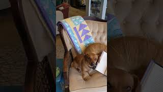 Snow Day Reading In The Bookstore | Frankie The Shop Dog | #bookstore #reading #shopdog #snow