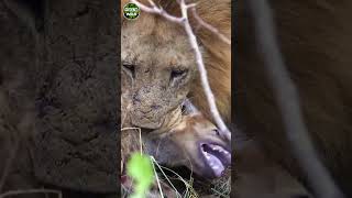 Lion Raided A Hyena Den #short #animal #tulowild #wildanimal #wildlife