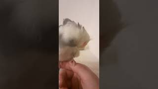 gizmo the cockatiel preening