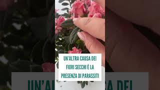 L’AZALEA ha già i fiori secchi? Come fare per mantenere la fioritura?