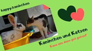 Katzen und Kaninchen gemeinsam halten?