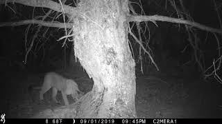 Galbreath Preserve Wildlife