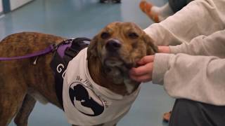 2019 Hero Dog Awards | Shelter Hero Dog - Gus