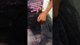 Cara Budidaya Ikan Gurame di Kolam Beton - Panen Ikan - Cover cintaku klepek klepek sama dia #shorts