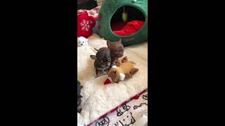 Tiny Haven Chihuahua puppy Christmas.