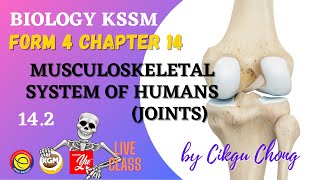 14.2  Musculoskeletal System of Humans (Joints)