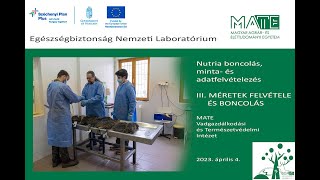 Nutria projekt III Méretezés és boncolás