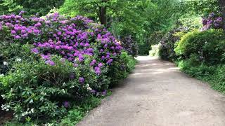 Berlin: PART II. Tiergarten Park. Hidden part in full bloom for only a few weeks every year...