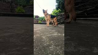 pulling the rope German shepherd dog #viral #trending #ytshorts #music #shorts #short