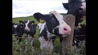 Cow Communion on the A38 Oct 2020