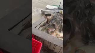 Release Biggest Carp Fish 23