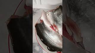 Fillet Ikan Patin Segar 1 ekor