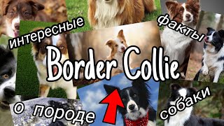 5 ИНТЕРЕСНЫХ ФАКТОВ О ПОРОДЕ СОБАКИ BORDER COLLIE