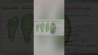 2N,4N,8N stage & Mature Embryo sac.