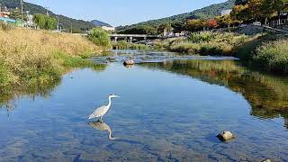 Bird hunting fish in river