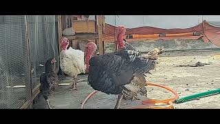 pet turkey bird Titu is dancing #titu