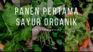 PANEN PERTAMA SAYUR ORGANIK | Vlog Kebun Kecilku: Panen Sawi, Kale, Selada & Bunga Telang