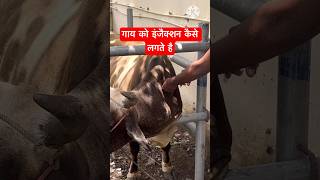 गाय को इंजेक्शन कैसे लगाते है #veterinary #cow #veterinarymedicine Dr Suresh Jangir