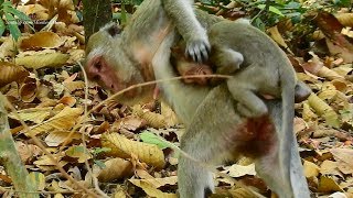 What Happen, Why She Fighting Amara Her Baby, Very Pity Sad, Daily Monkeys Man#1230