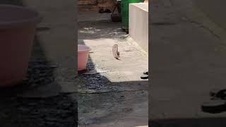 #Animal #Mongoose#kids funny videos