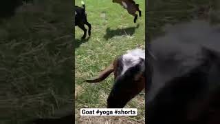 Hosted our first #goat #yoga 💕 full video coming soon! #shorts #kamloops