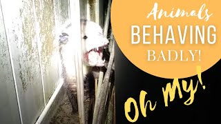 Animals with Attitude! | Funny Animal Videos - Opossum Growling, Lizards Biting, Titmouse gone mad!