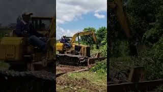 cat d1