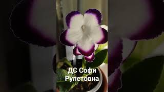 ДС Софи Рулетовна