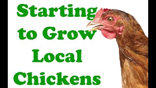 Growing Some Local Chickens