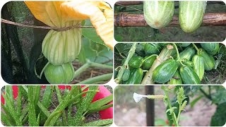 My vegetables garden 🌱🌱