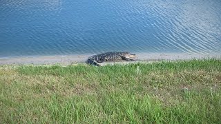 Gators are Fast! - a YouTube Short