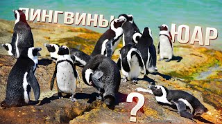 Пингвины - покорители Африки? Как они оказались в ЮАР! Пляж Boulders Beach