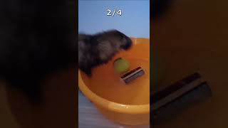 Ferret Fishing Championships #chowchow  #ferret #dogs #funny #games