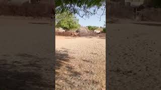 #camel #beautiful #video #viral