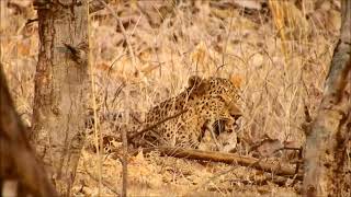 indian leopard 3