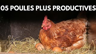 05 POULES AUX CAPACITÉS DE PONTE INCROYABLES