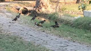 An unknown but very beautiful bird in Lahore park