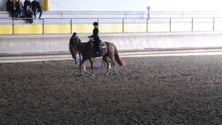 NOVICE AMATEUR HORSEMANSHIP. IAF 6792