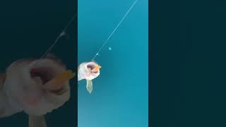 Catching fish with fish in mouth!