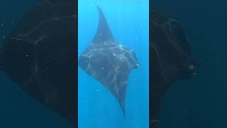 Huge Manta 🐠