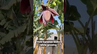 How bananas looks while growing #shorts #short #shortviral #bananas #fruits #grow #nature