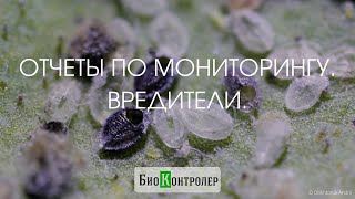 Отчеты по результату мониторинга вредителей / энтомофагов / болезней