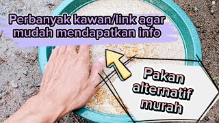 Pakan alternatif untuk ayam#ayamkampung #peternakmandiri