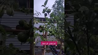 jeruk pecel # ayas jeruk pecel