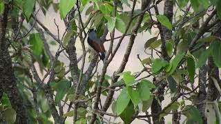 White browed shrike babbler